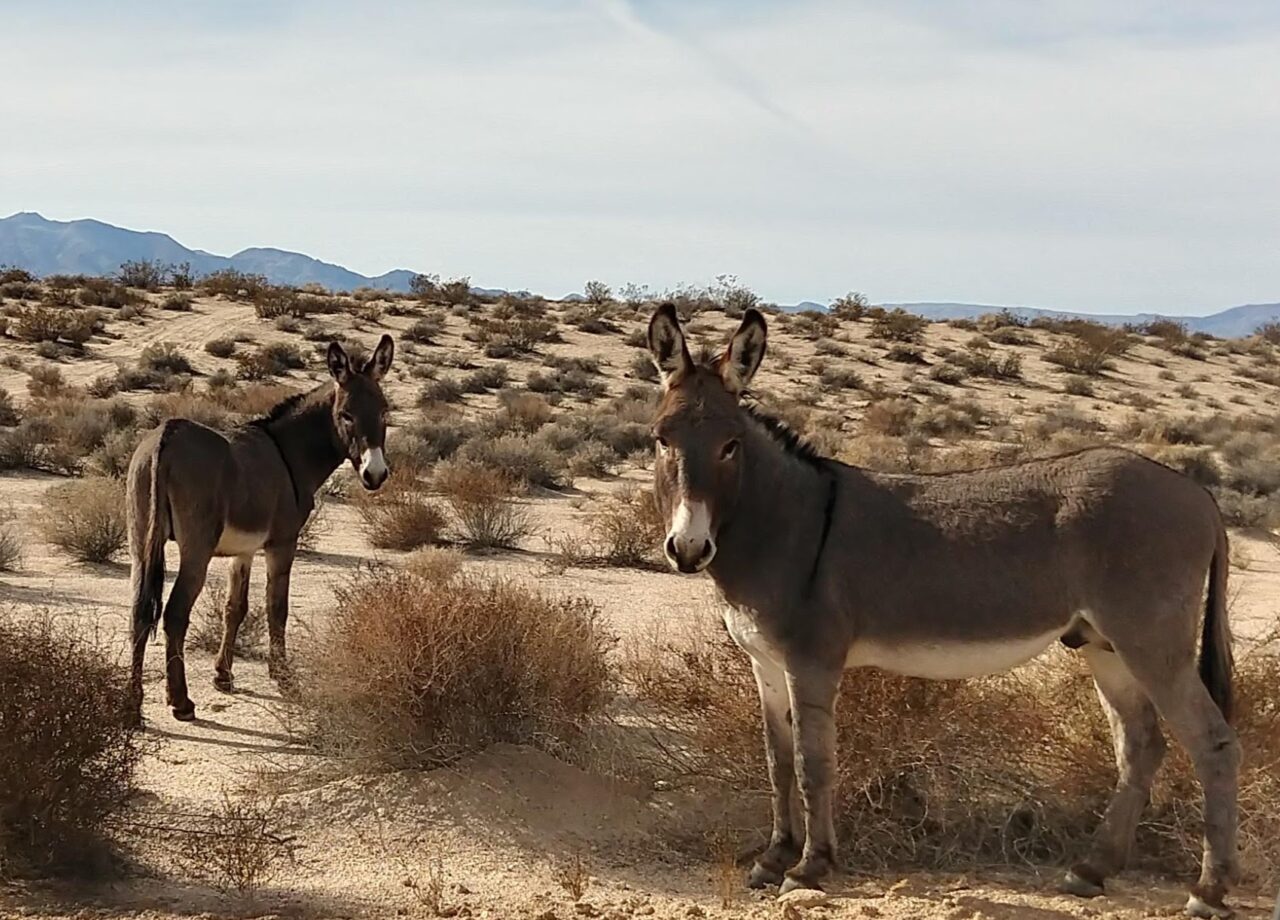 Two donkeys stare at the camera in a desert landscape.